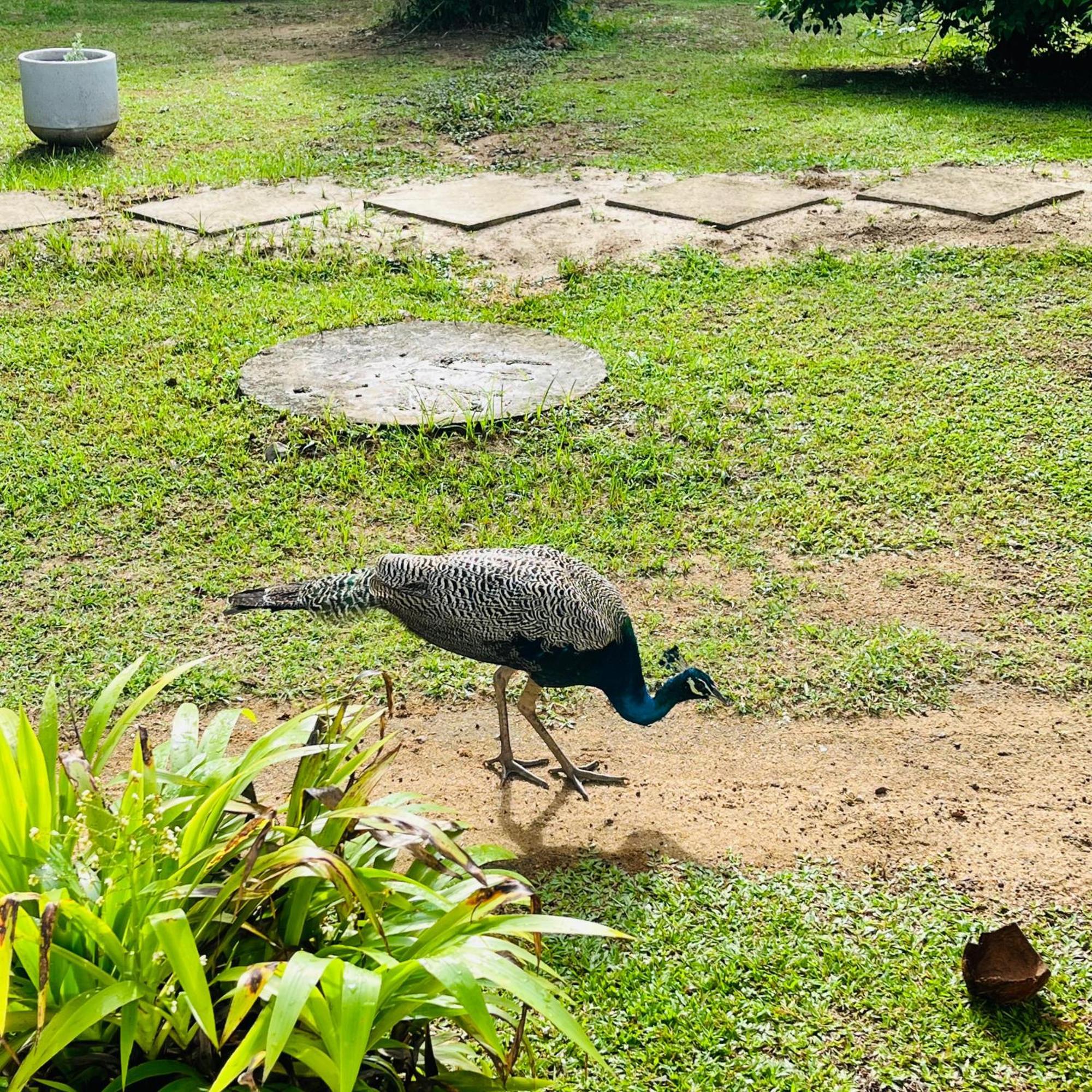 Hanguk Lanka Lagoon Villa 탕갈레 외부 사진