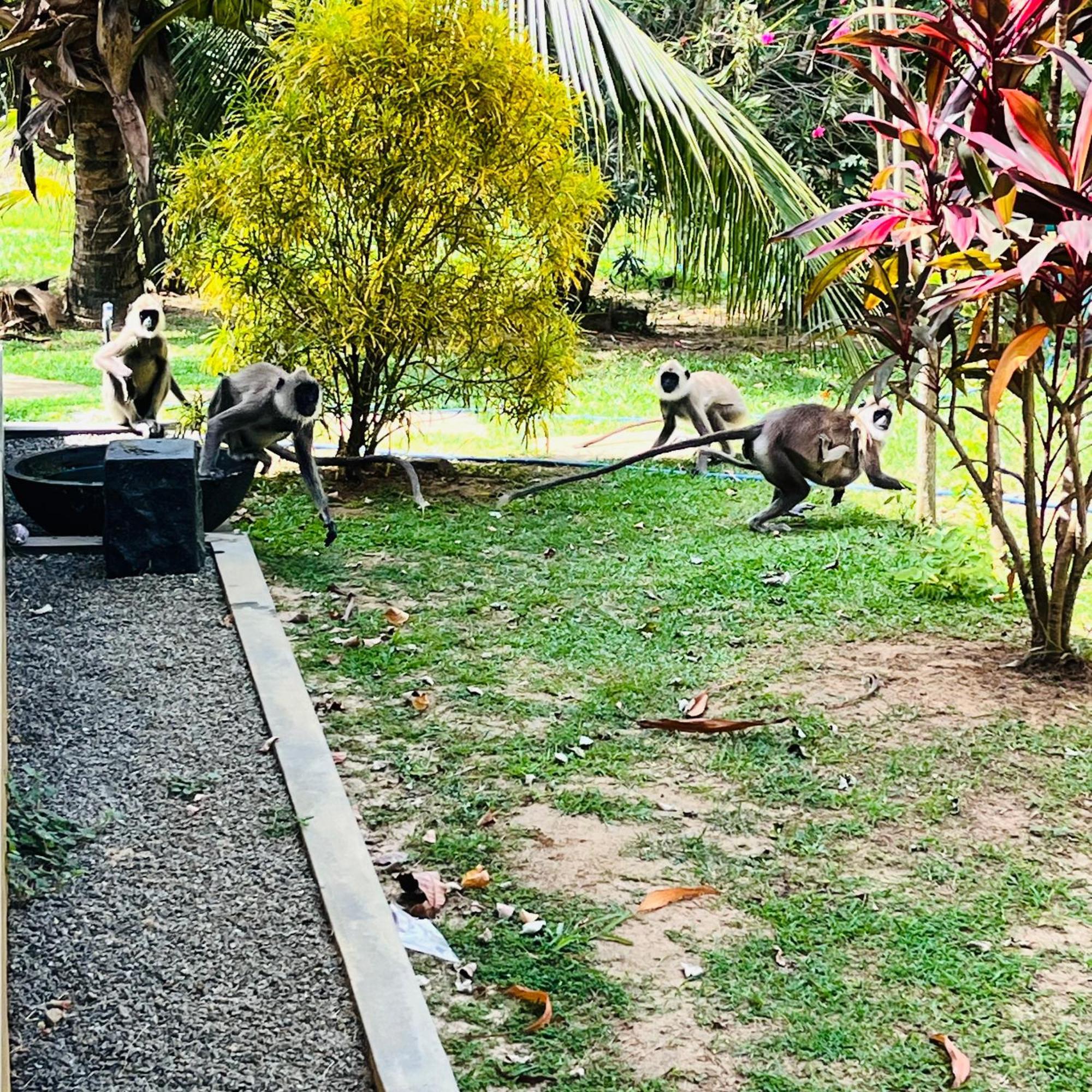 Hanguk Lanka Lagoon Villa 탕갈레 외부 사진